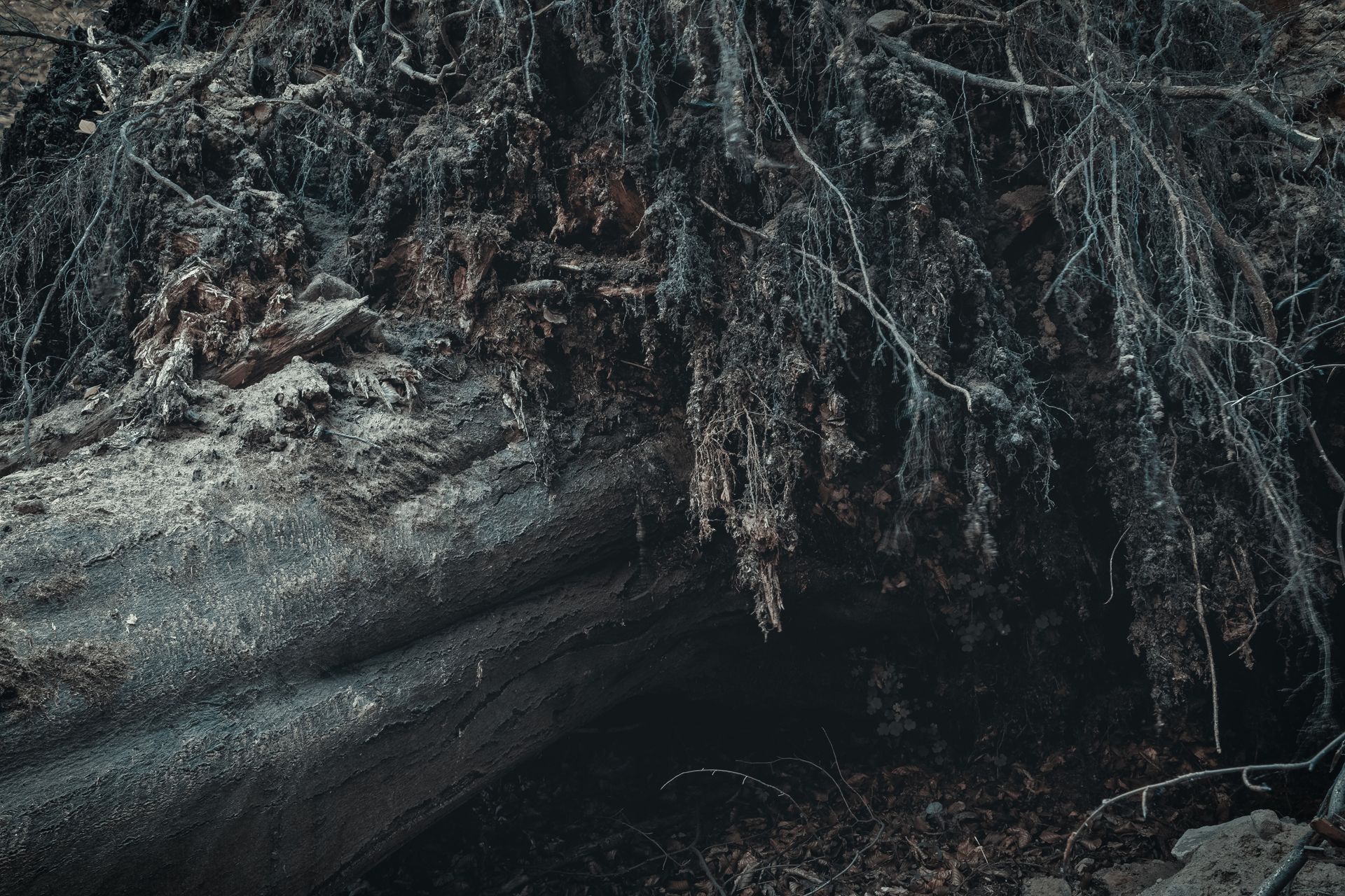 Fotografia, korzenie buka