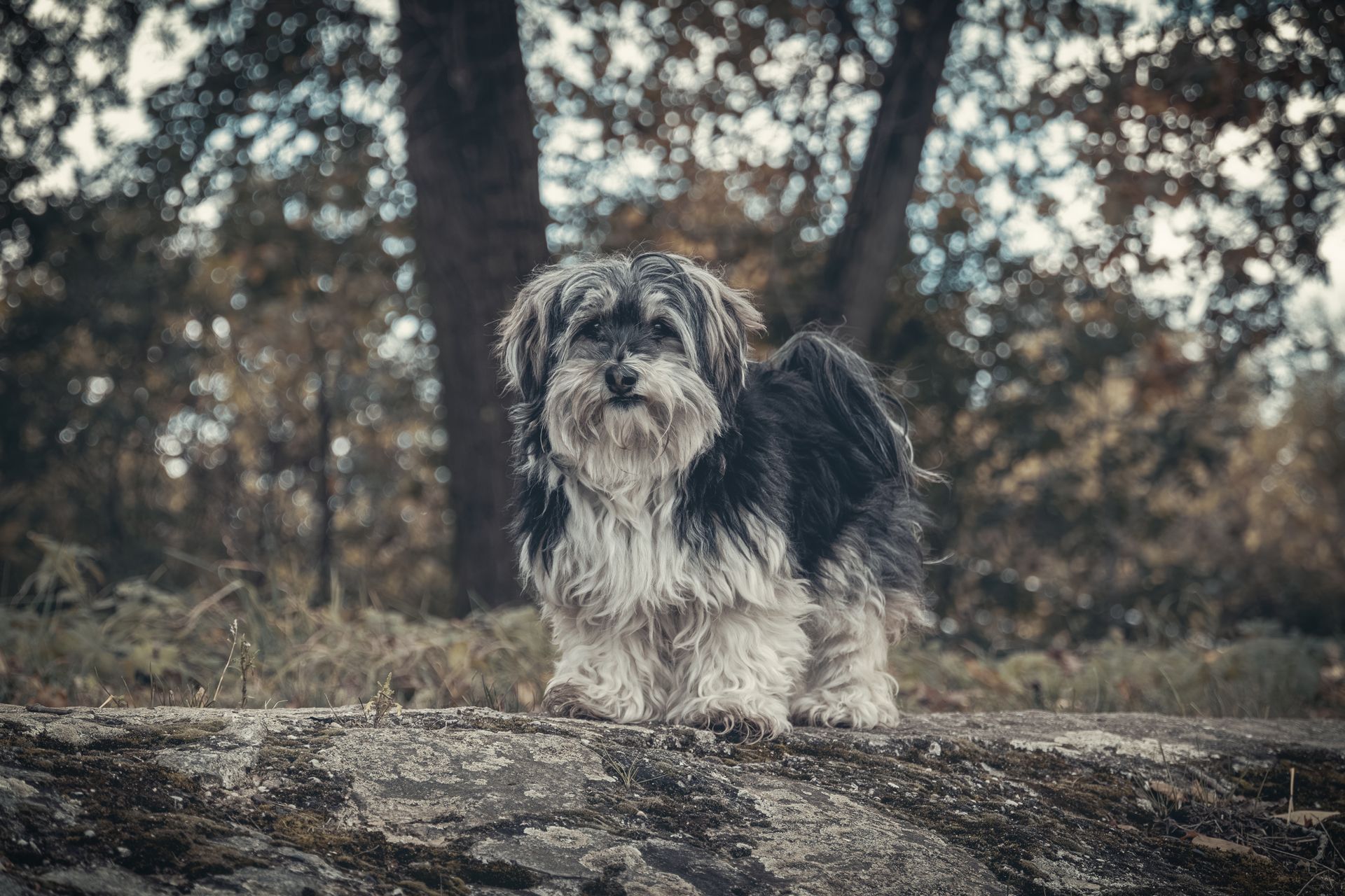 Fotografia, Nuta - pies hawańczyk