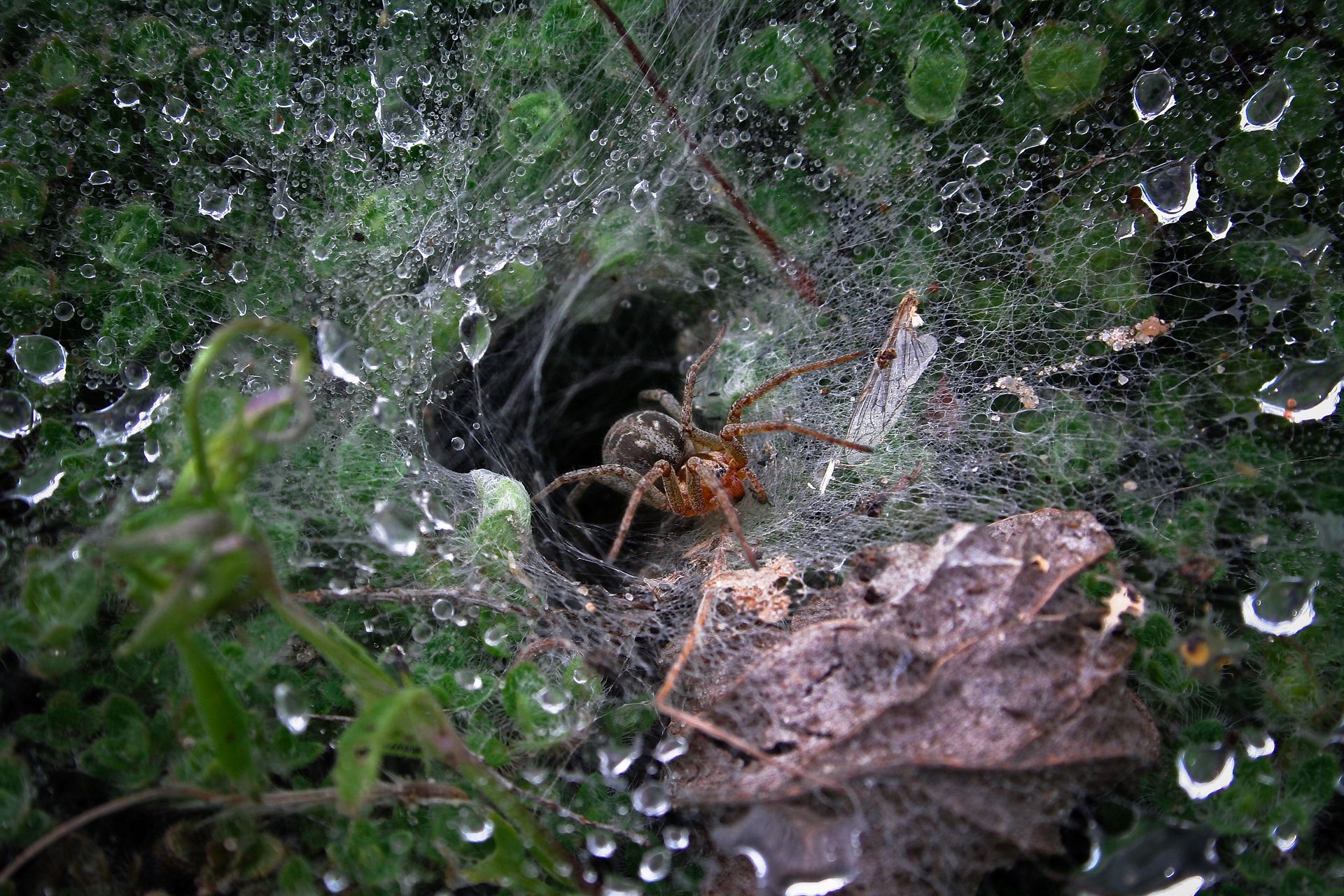 Fotografia, Pająk, Niezgoda