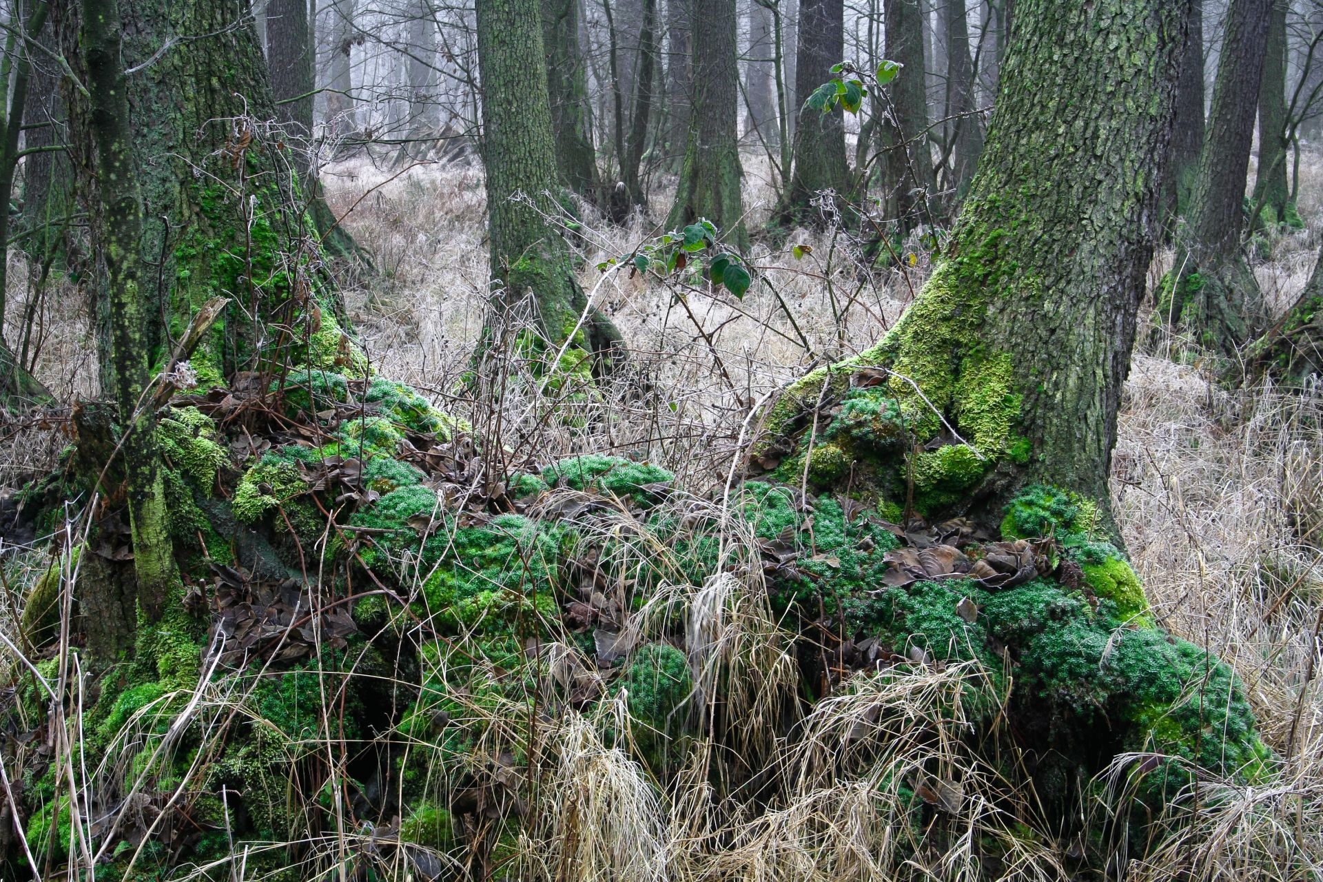 Fotografia, odsłonięte korzenie olchy, Olszyny Niezgodzkie