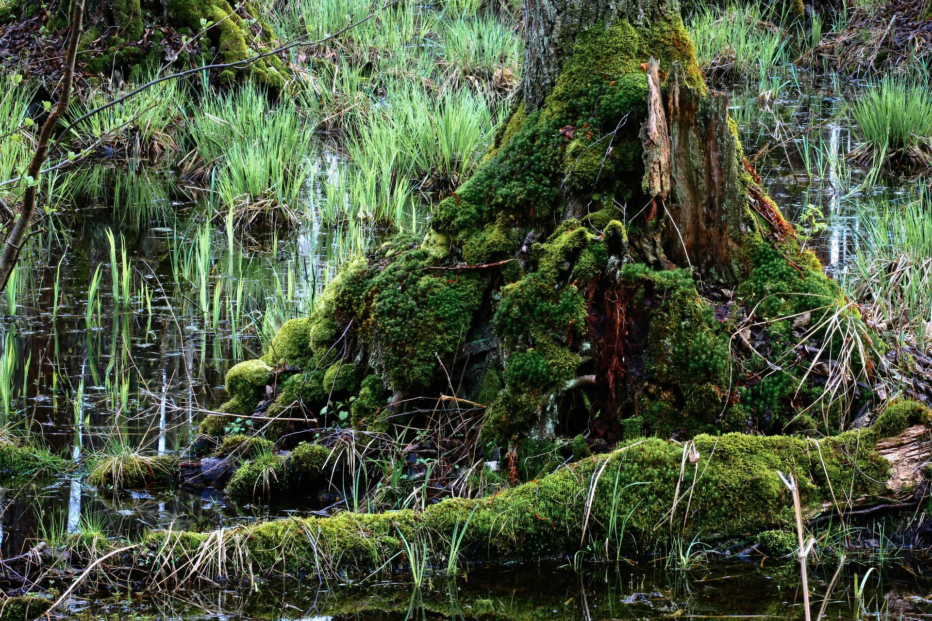 Fotografia, odsłonięte korzenie olchy, Olszyny Niezgodzkie