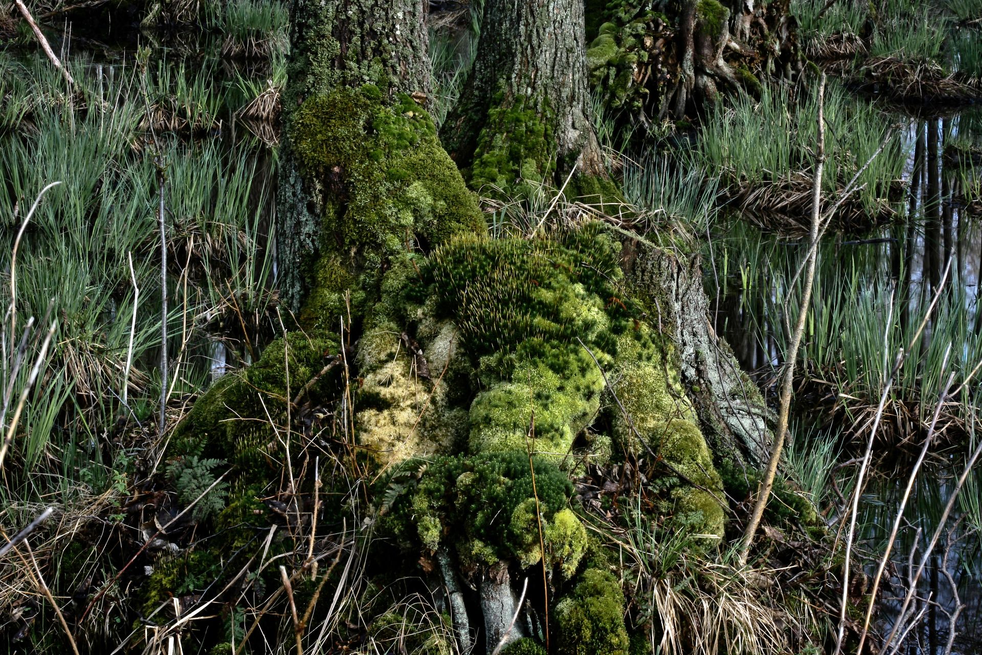 Fotografia, odsłonięte korzenie olchy, Olszyny Niezgodzkie