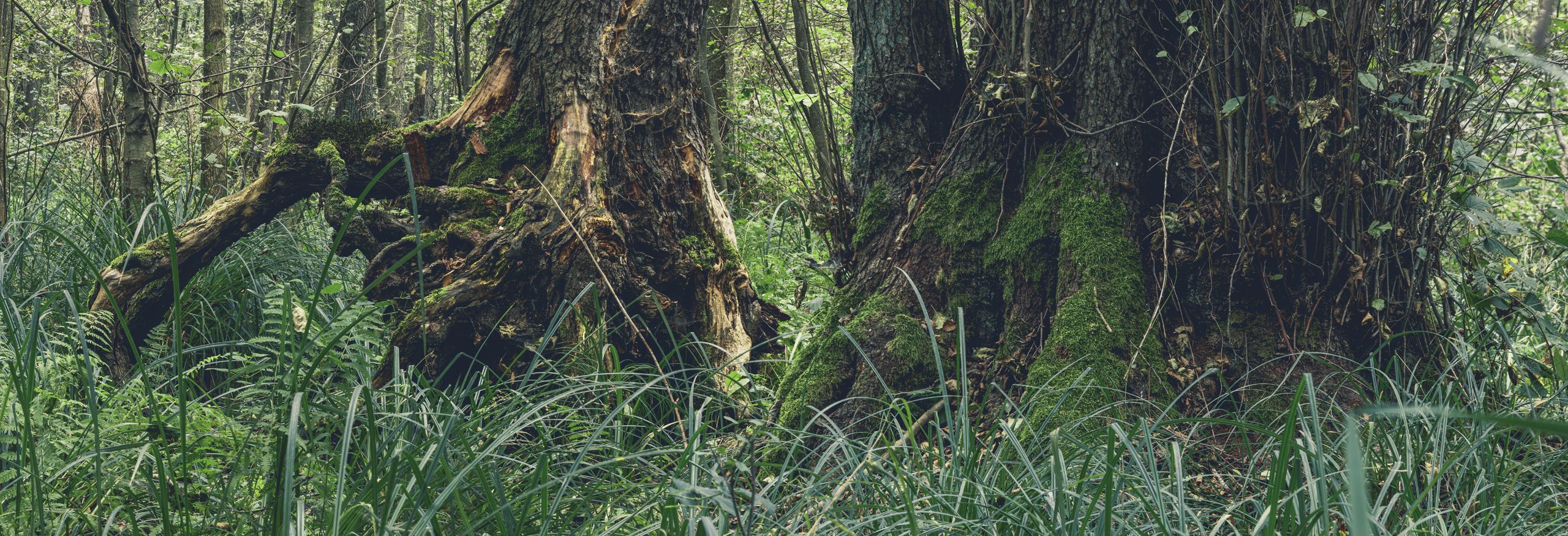 Fotografia Olszyny niezgodzkie
