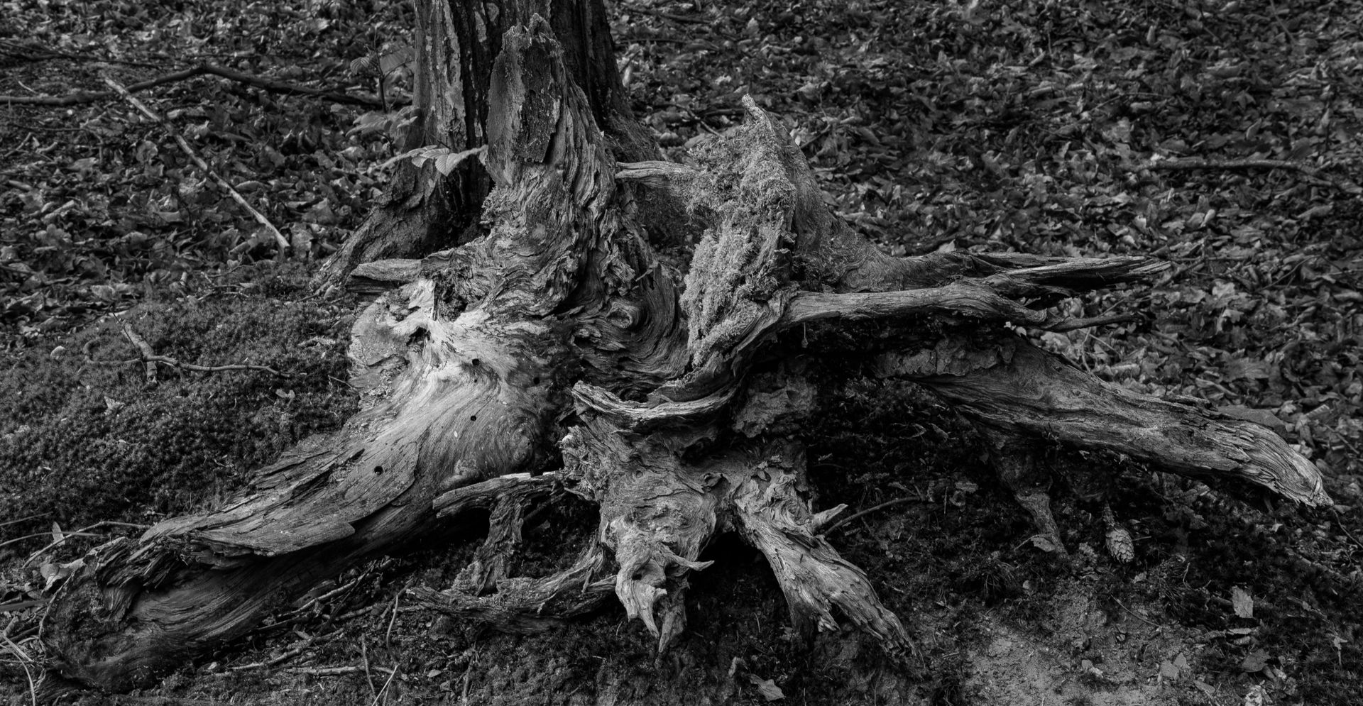 Fotografia, korzenie wykrotów