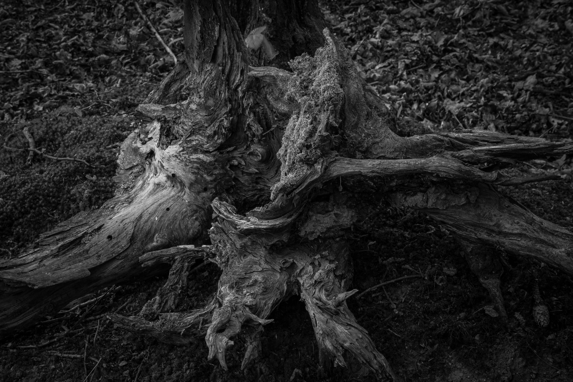 Fotografia, korzenie wykrotów