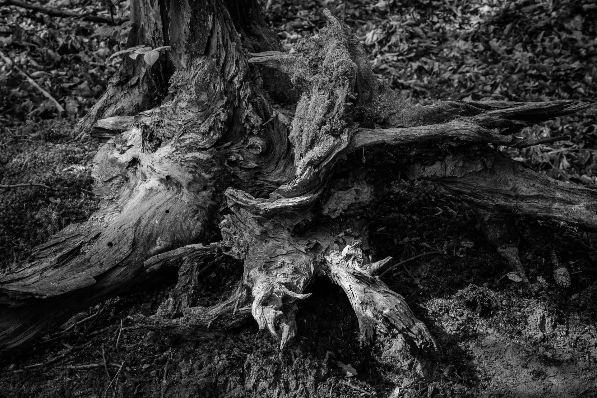 Fotografia, korzenie wykrotów