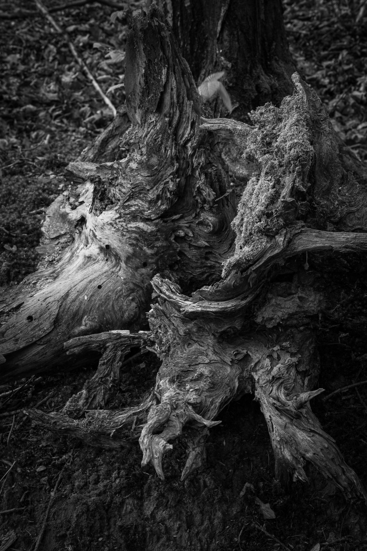 Fotografia, korzenie wykrotów