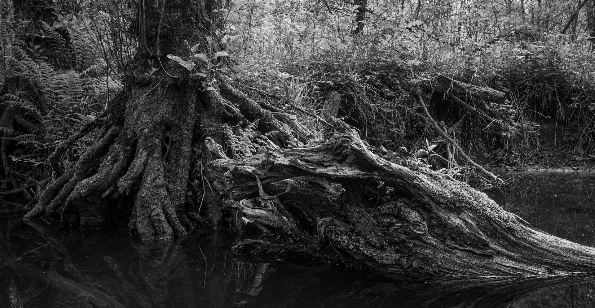 Fotografia, potok Siedmica
