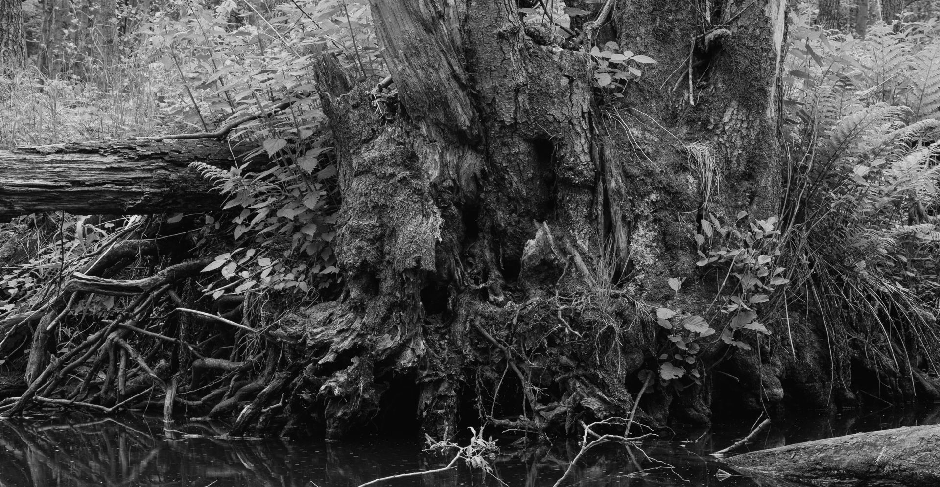 Fotografia, potok Siedmica
