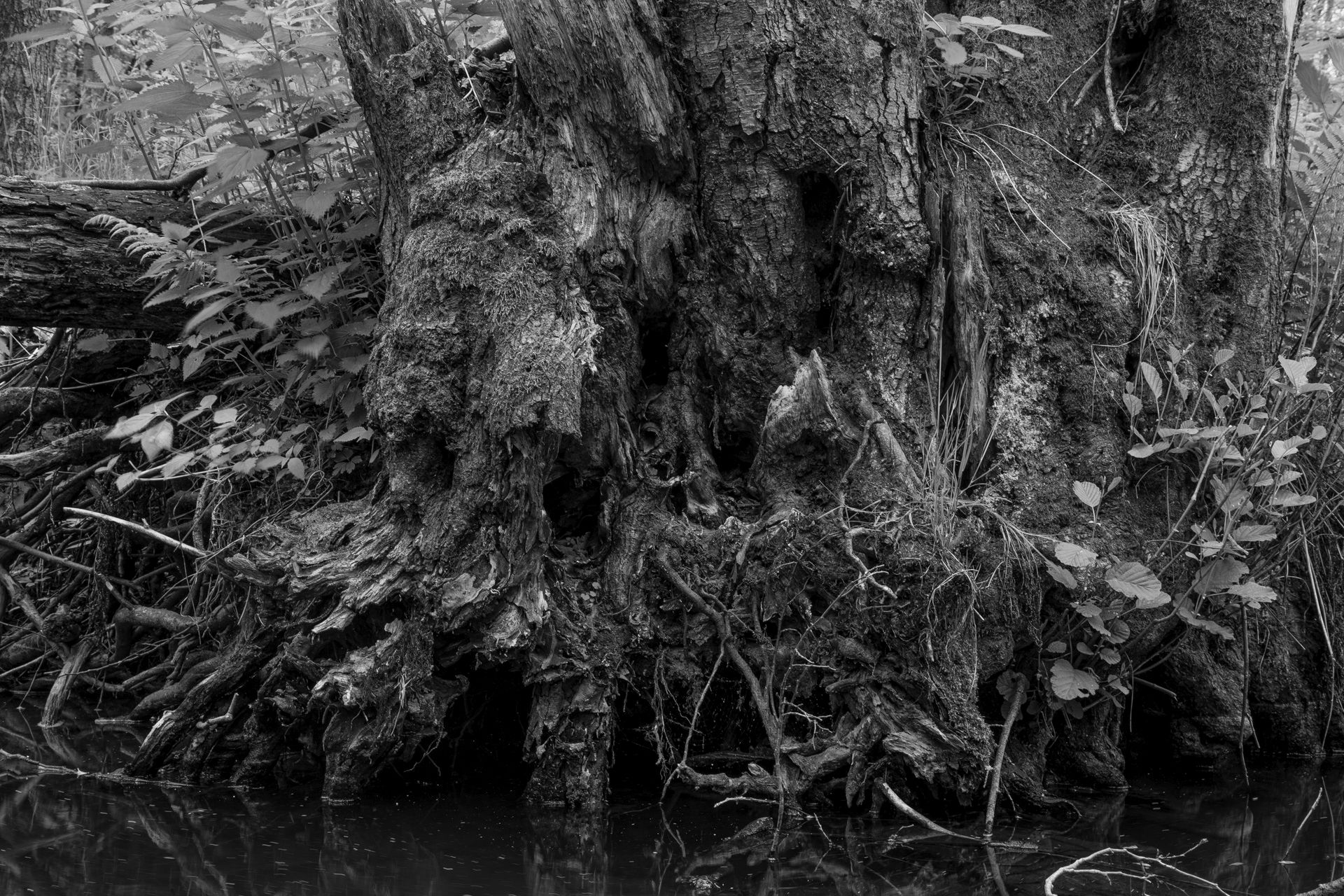 Fotografia, potok Siedmica