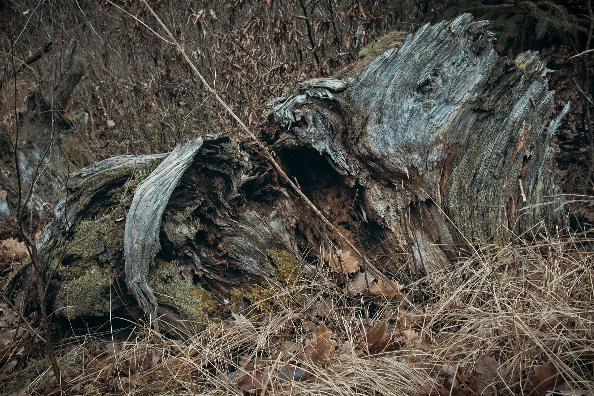 Fotografia, korzenie wykrotu