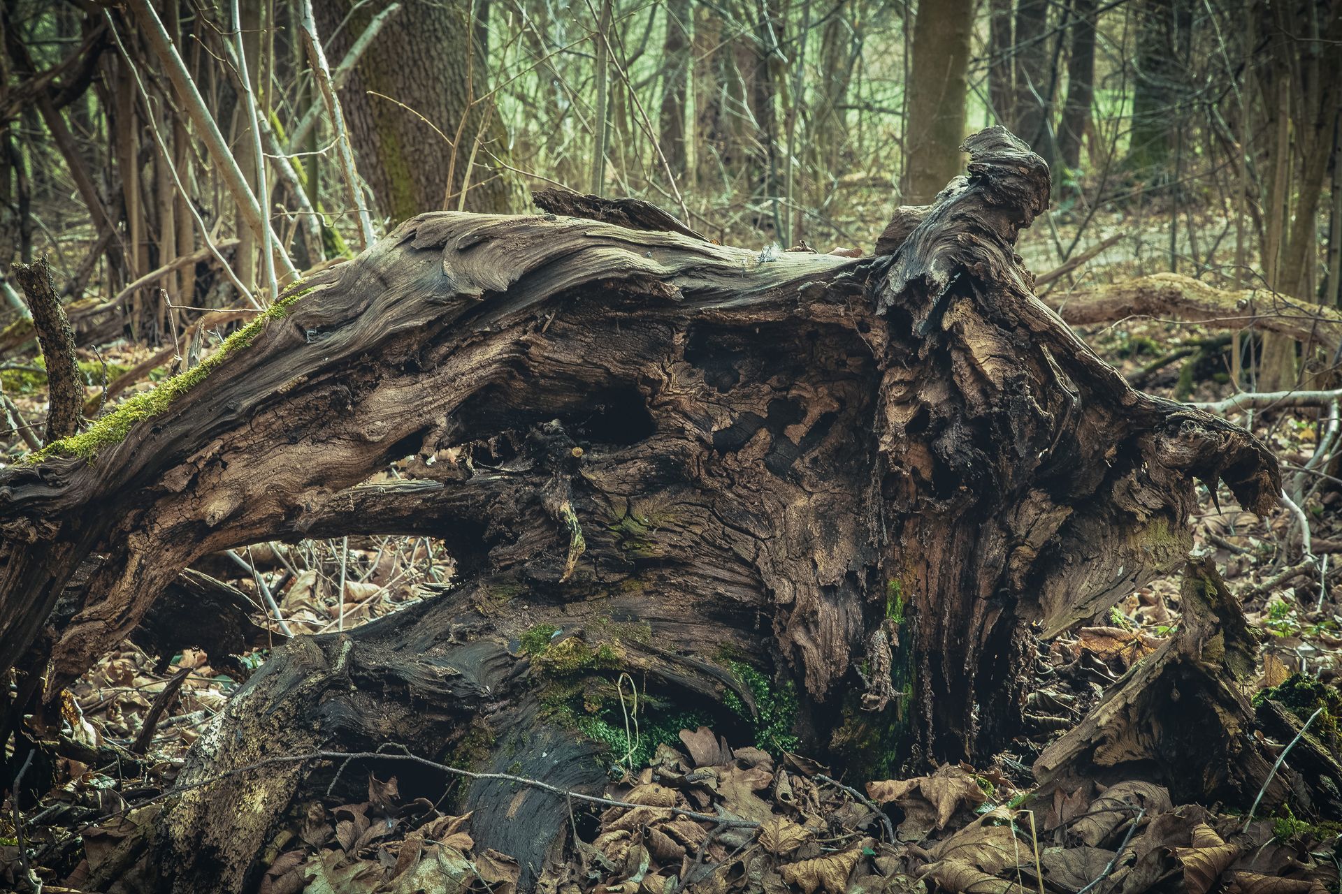 Fotografia, korzenie wykrotu