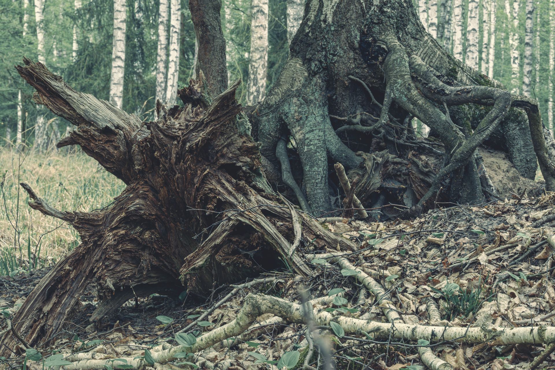 Fotografia, korzenie wykrotów