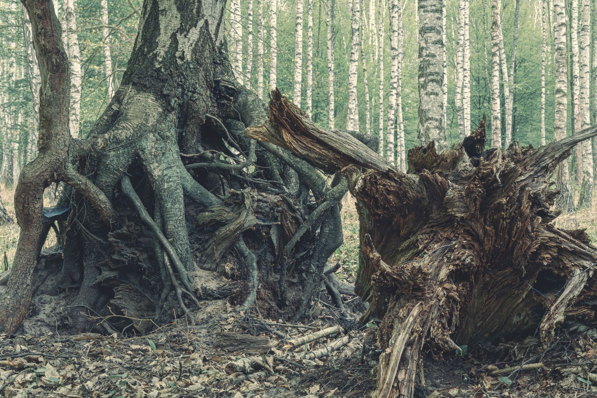 Fotografia, korzenie wykrotów