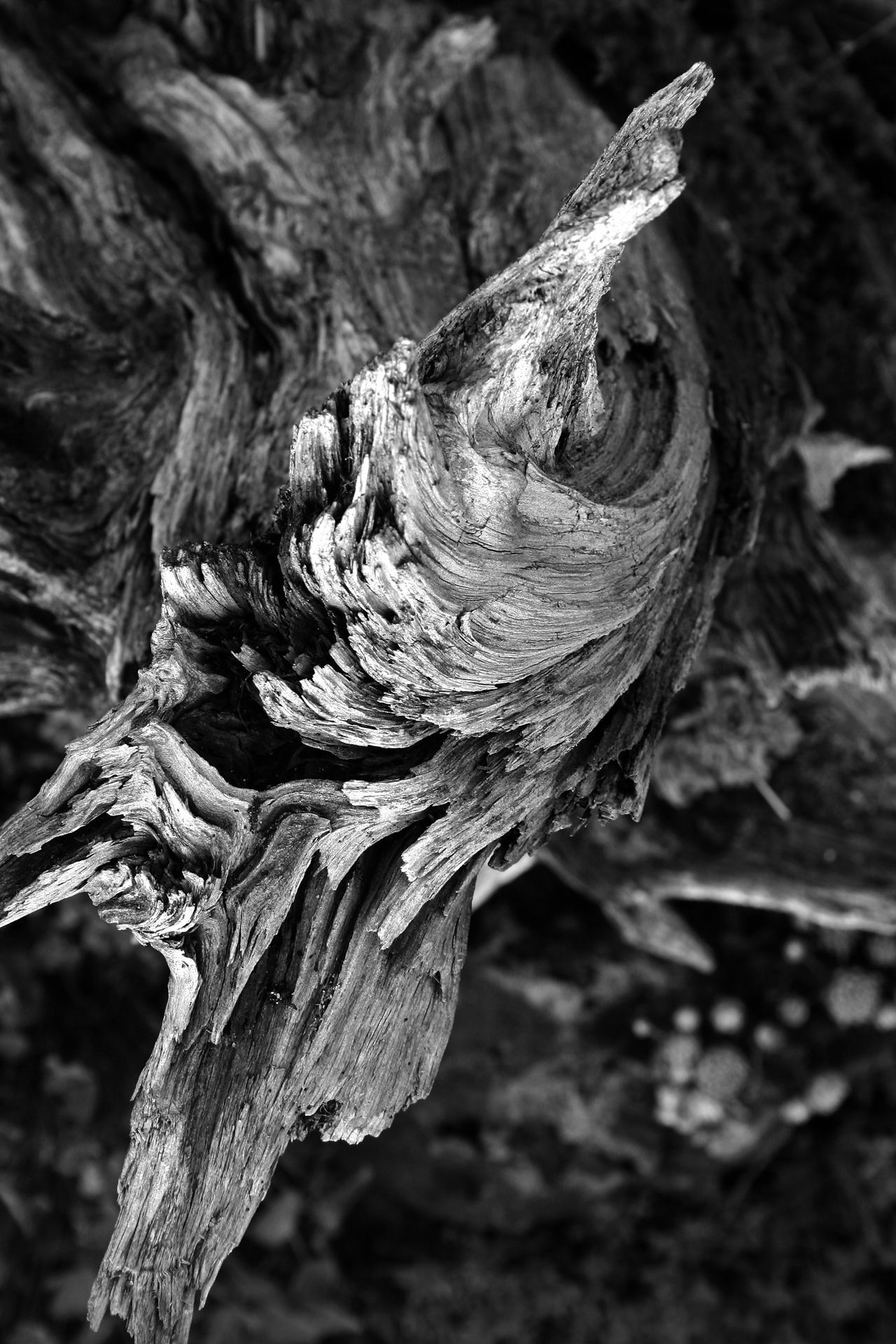 Fotografia, fragment korzenia