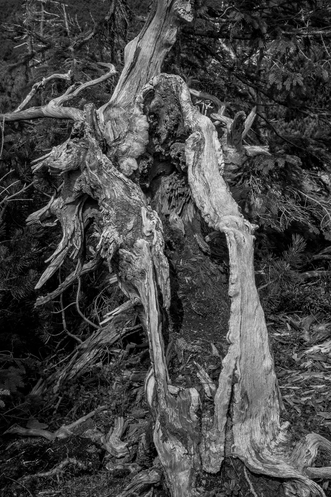 Fotografia, fragment uschłego drzewa