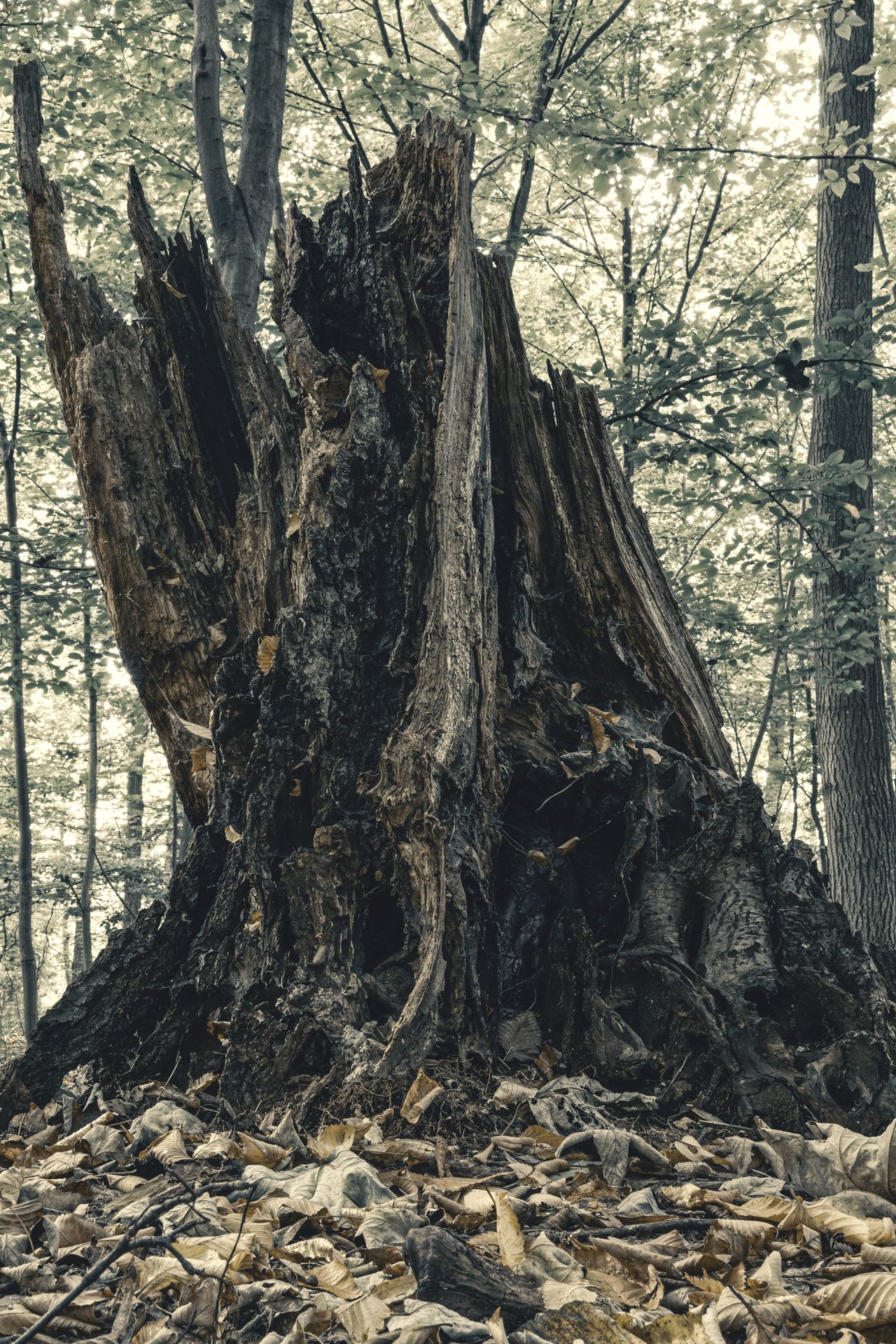 Fotografia, uschnięty pień drzewa, Niezgoda