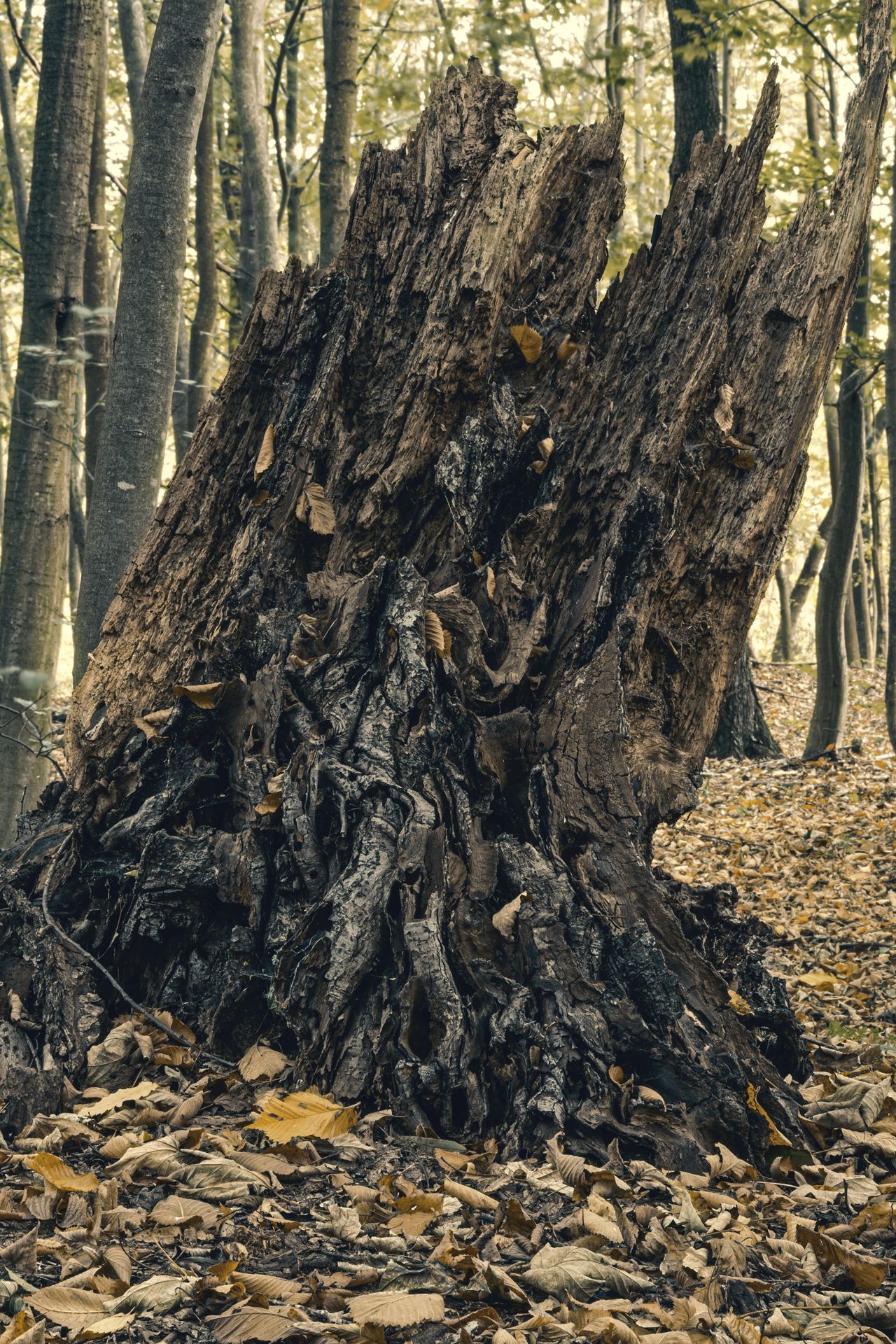 Fotografia, uschnięty pień drzewa, Niezgoda