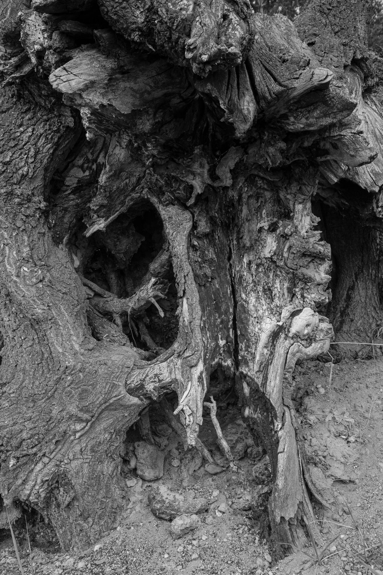 Fotografia, odsłonięte korzenie dębu