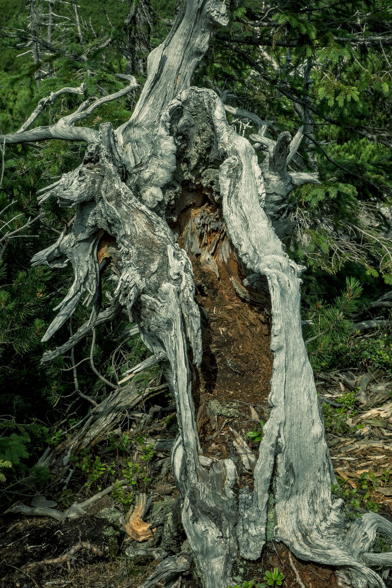 Fotografia, uschnięte drzewo, Karkonosze