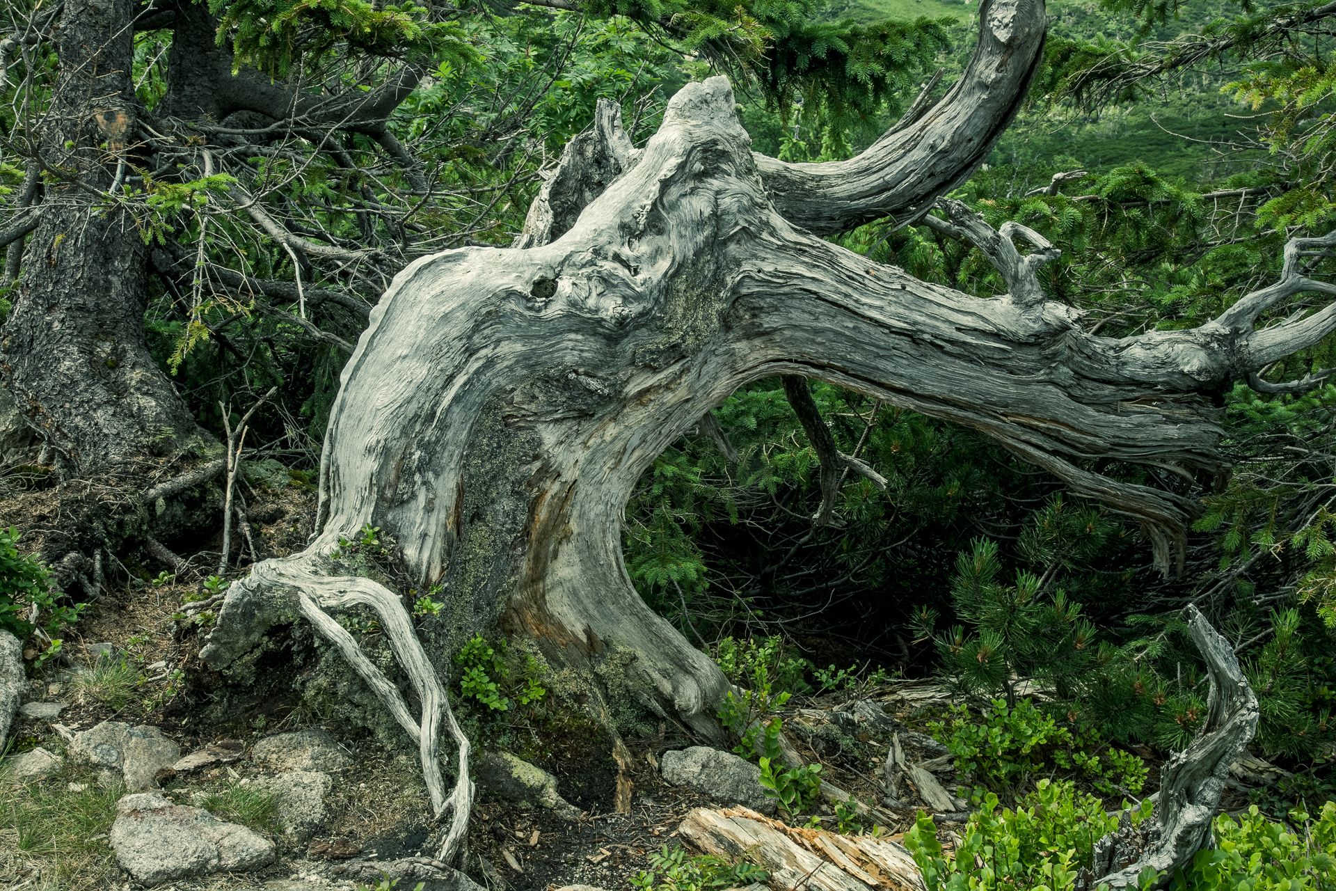 Fotografia, uschnięte drzewo, Karkonosze