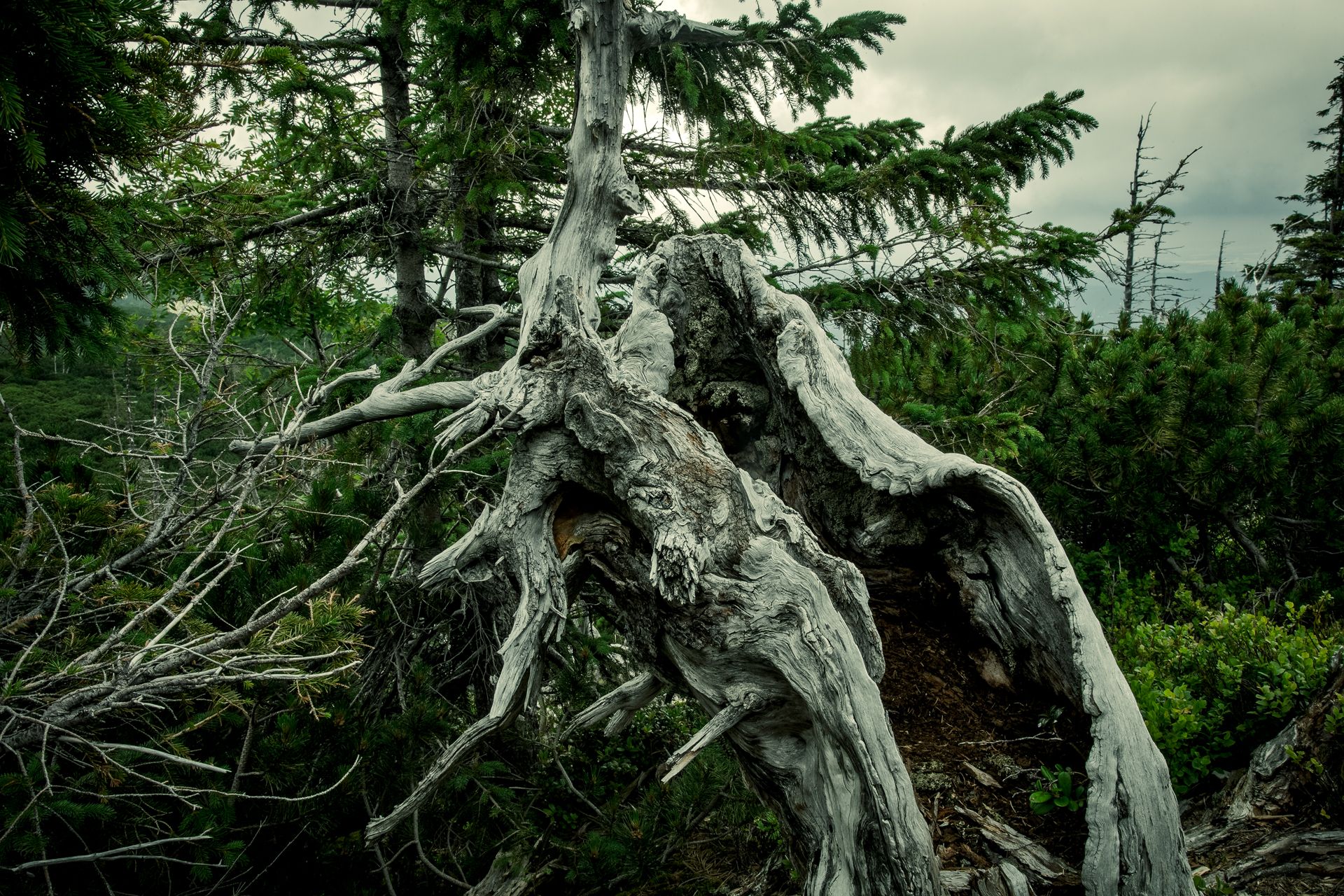 Fotografia, uschnięte drzewo, Karkonosze