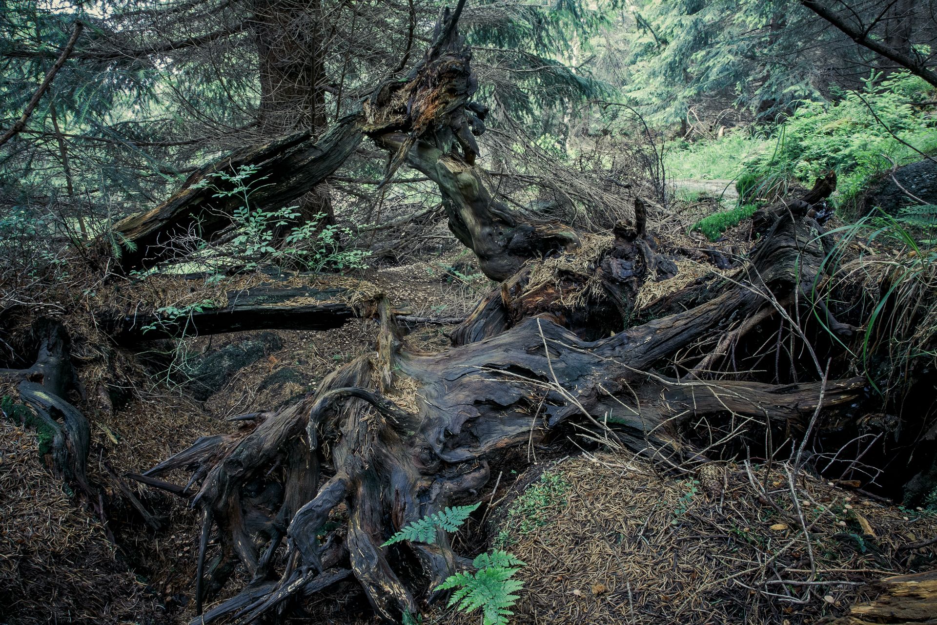 Fotografia, korzenie drzewa, Karkonosze