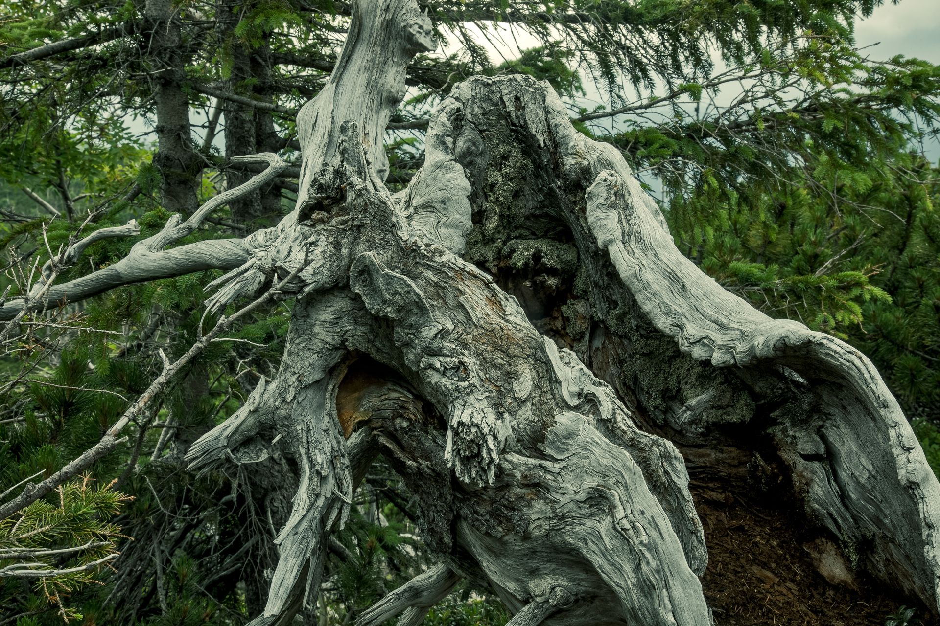 Fotografia, uschnięte drzewo, Karkonosze
