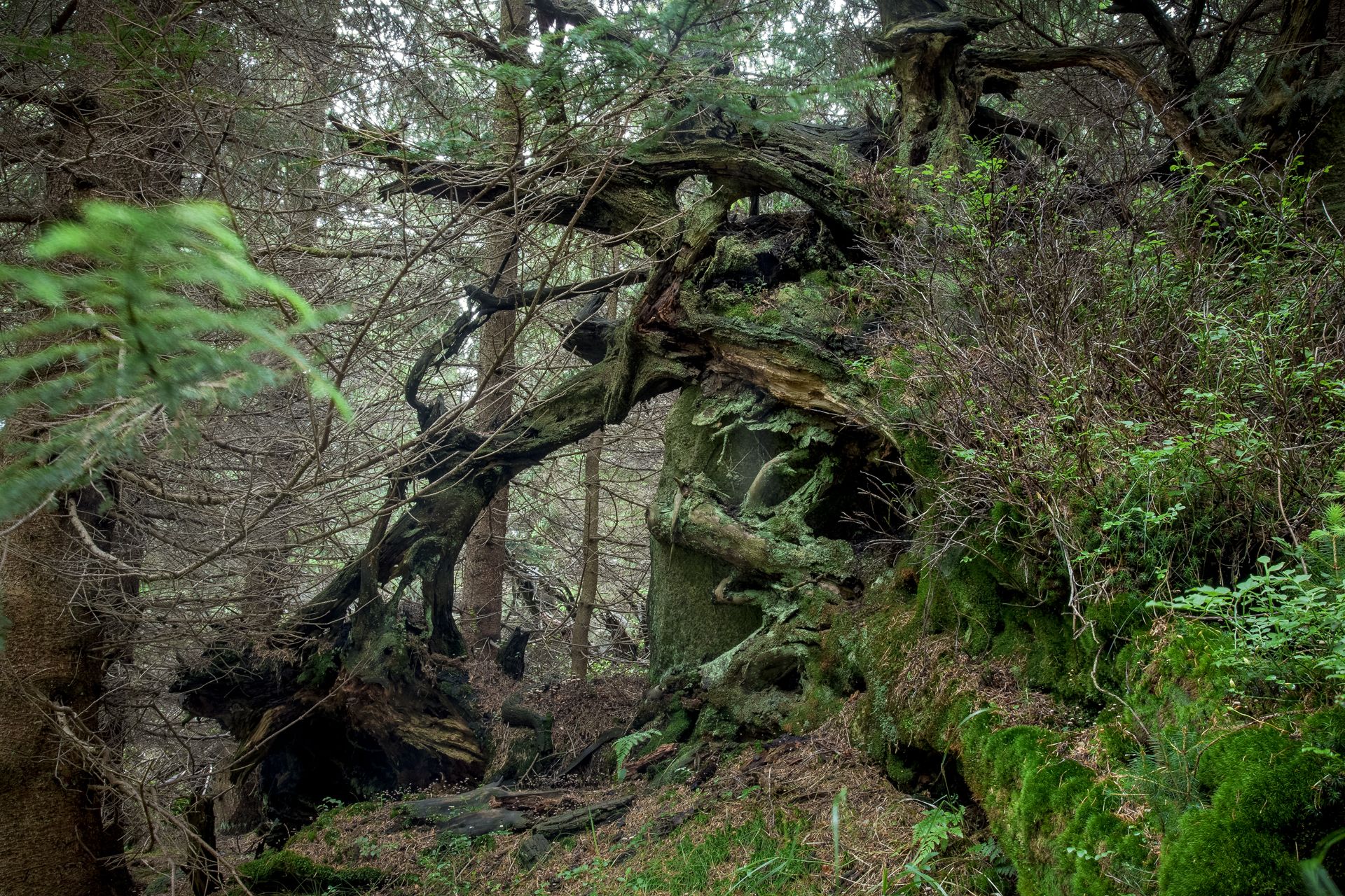 Fotografia, korzenie drzewa, Karkonosze