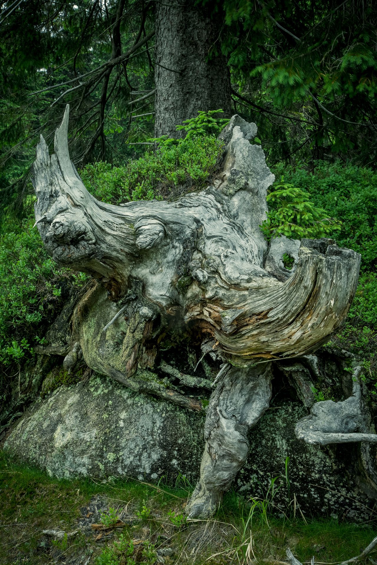 Fotografia, uschnięty pień drzewa, Karkonosze