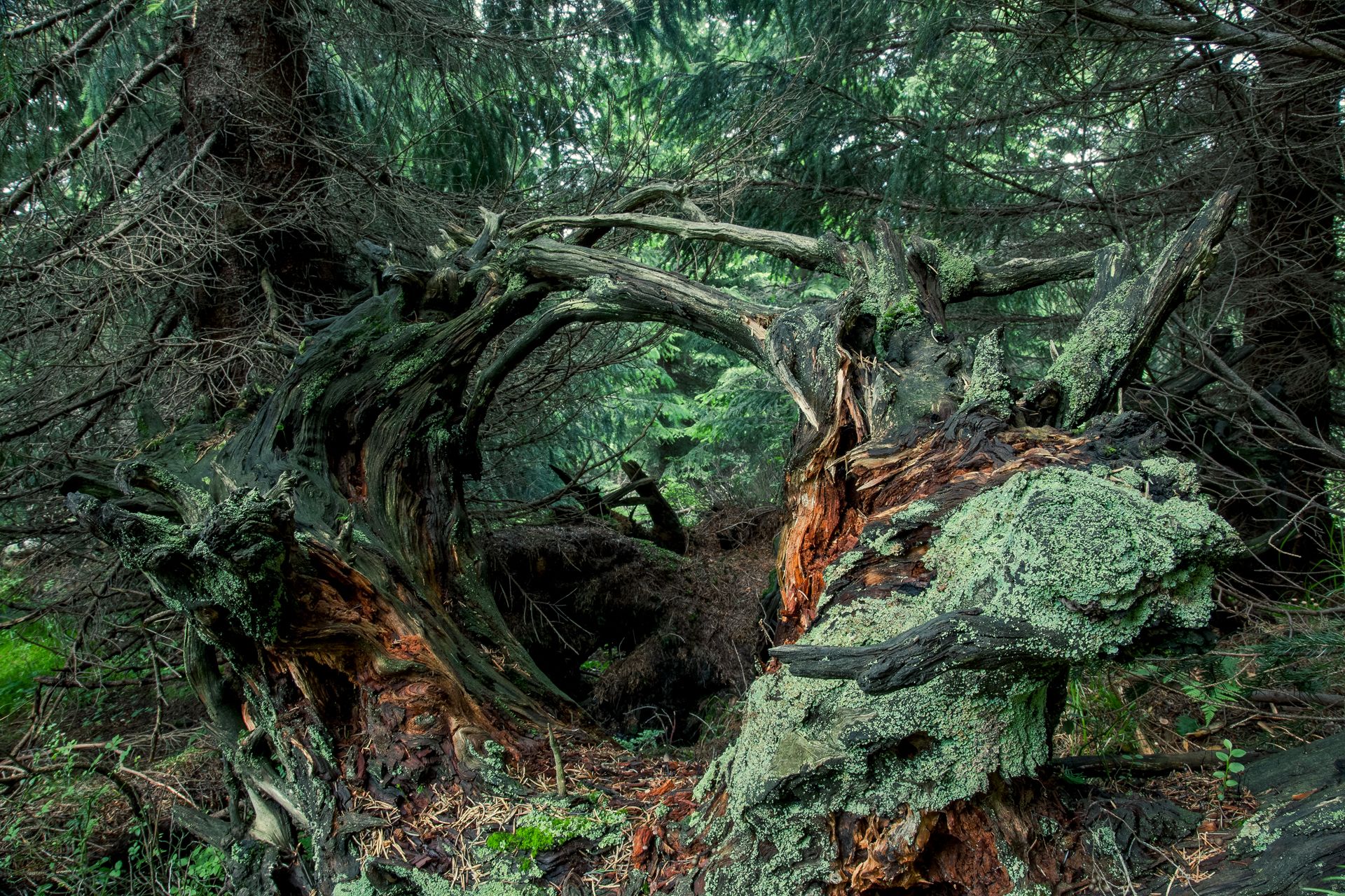 Fotografia, korzenie drzewa, Karkonosze
