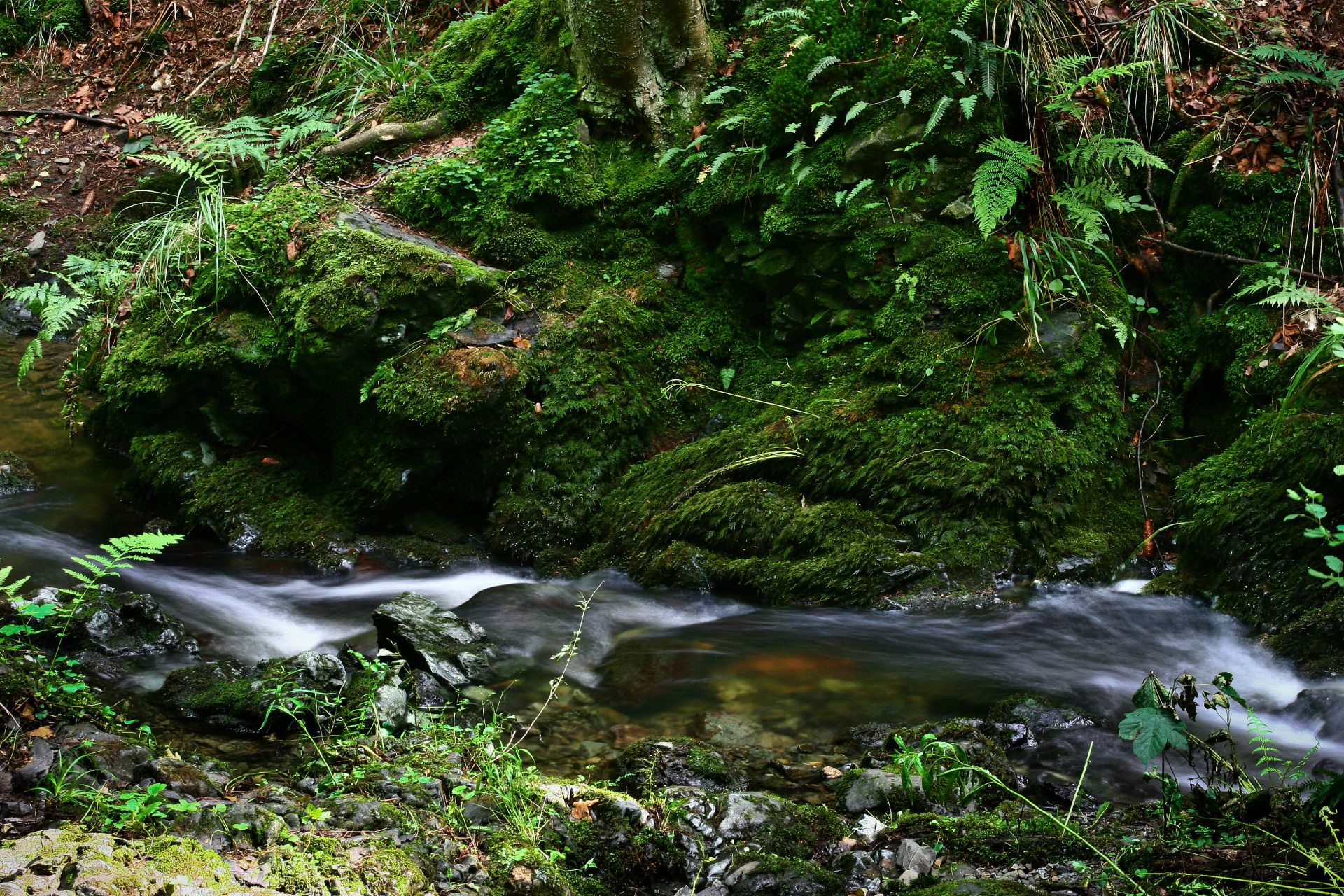 Fotografia, potok Jawornik