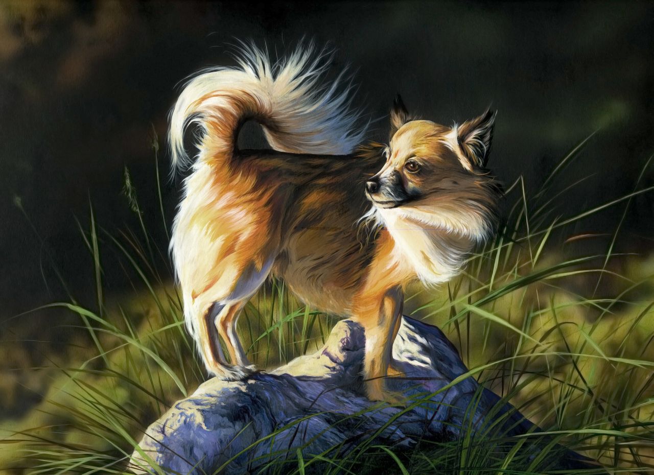 Ilustracja, chihuahua, Gwasz, ekolina, akryl