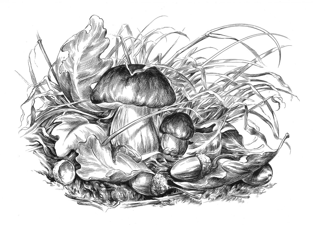 Ilustracja, Grzyby, cienkopis