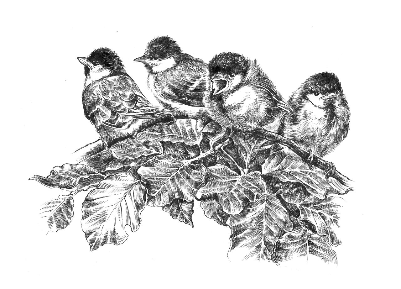 Ilustracja, Młode sikorki, cienkopis