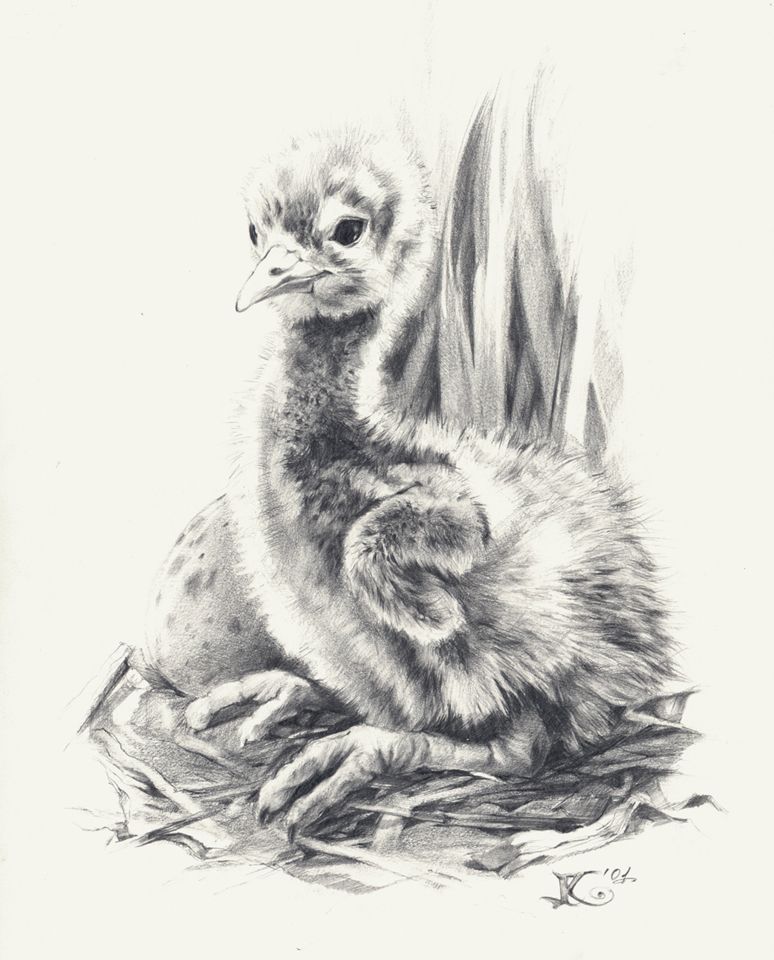 Ilustracja, Pisklę Żurawia, ołówek