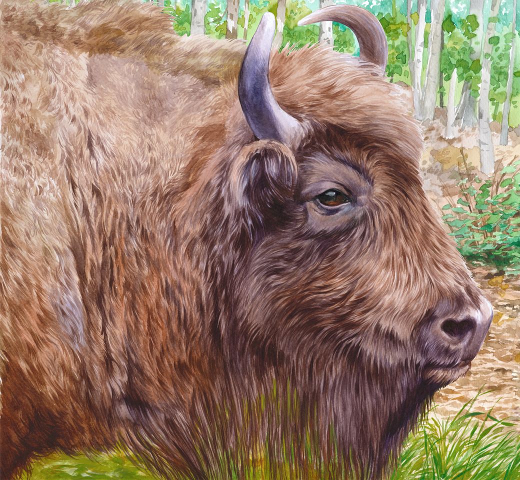 Ilustracja do ksiązki, Żubr, Akwarela