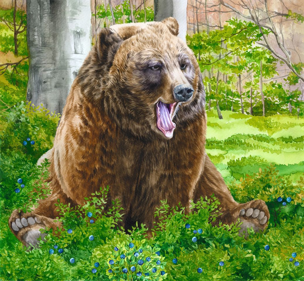 Ilustracja do ksiązki, Niedźwiedź, Akwarela
