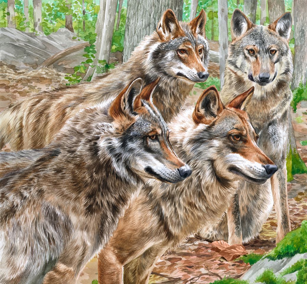 Ilustracja do ksiązki, Wilki, Akwarela