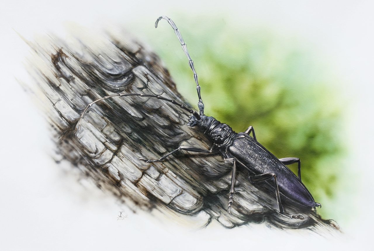 Ilustracja, Żuk, gwasz, akryl