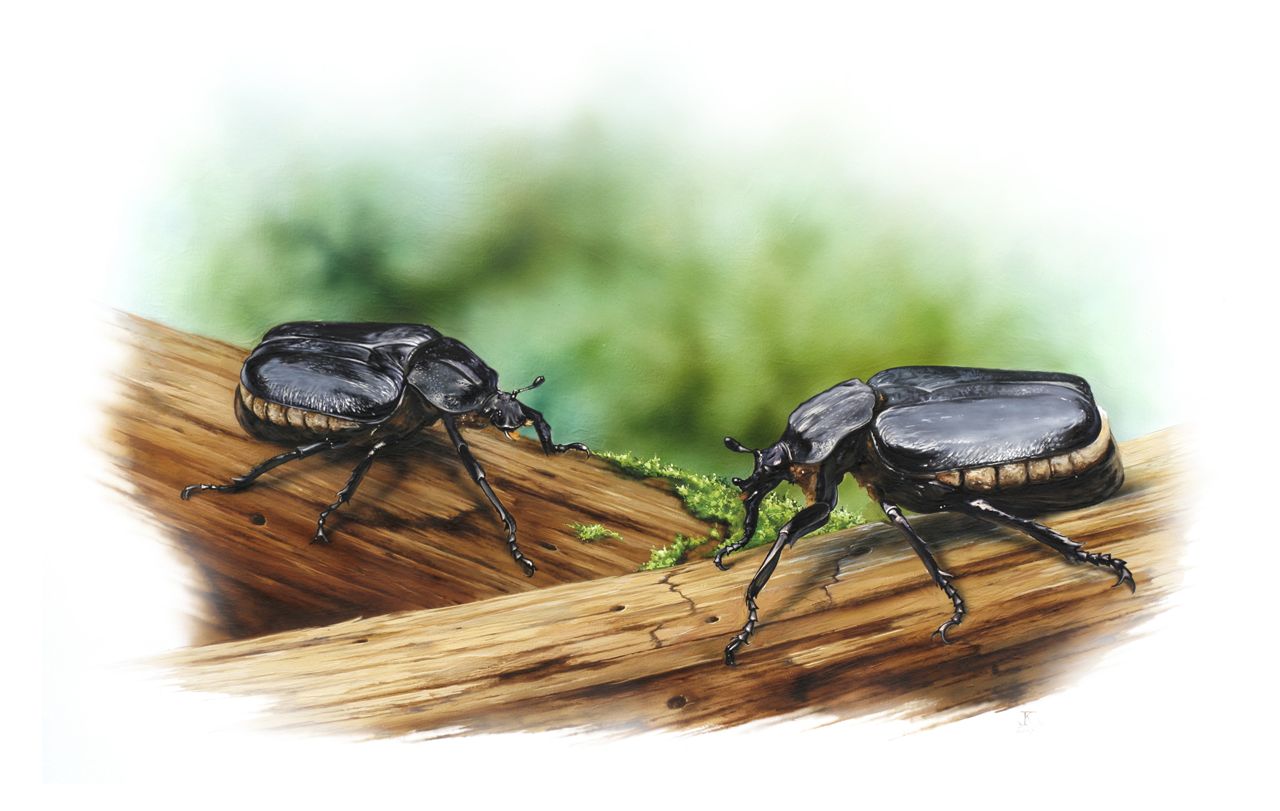 Ilustracja, Żuk, gwasz, akryl